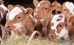 杏鑫注册冷配技术让肉牛养殖“牛”起来