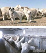 杏鑫注册新牧区建设的“领头羊”