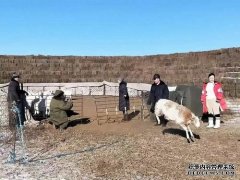 杏鑫注册登录东乌珠穆沁旗扎实开展2020年冬季畜