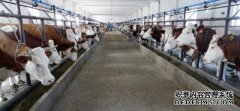 杏鑫开户冷配技术让肉牛养殖“牛”起来