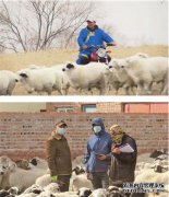 杏鑫种羊壮 产业旺