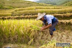 杏鑫金秋收获季 牧民笑开颜