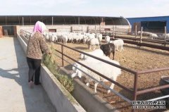 杏鑫东乌珠穆沁旗着力推动畜牧业提质增效