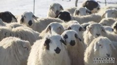 杏鑫注册登录推动现代畜牧业高质量发展