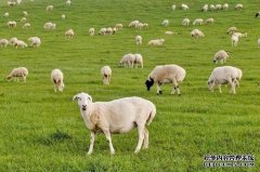 杏鑫开户45位牧民组织举办乌珠穆沁羊评选比赛