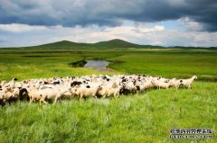 杏鑫注册乌拉盖管理区做好乌珠穆沁羊选育工作
