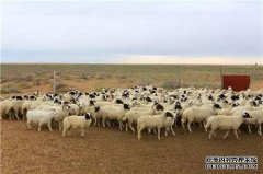 杏鑫注册嘎查牧民服务队为羊换新“夏装”