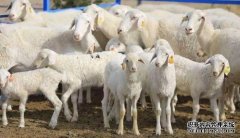 杏鑫注册登录西乌珠穆沁旗羊产业向高质量发展