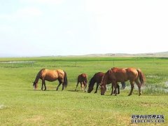 杏鑫开户乌拉盖524.47万亩草原“带薪休假”结束