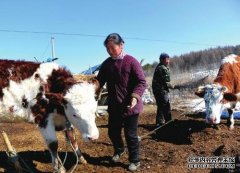 杏鑫开户牧民巴音孟克的养牛致富路