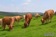 杏鑫肉牛产业“牛”起来