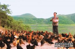 杏鑫草原牧鸡养殖项目实现经济效益和社会效益