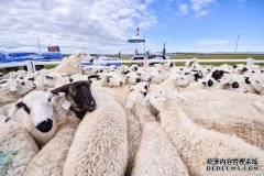 杏鑫合作开展乌珠穆沁羊扩繁工作 促进肉羊产业