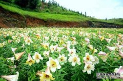 杏鑫注册​太仆寺旗试种50亩百合获得成功