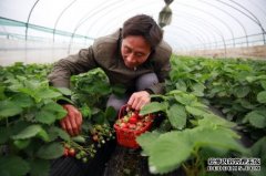 杏鑫注册登录京蒙合作结硕果 草莓种植助农收