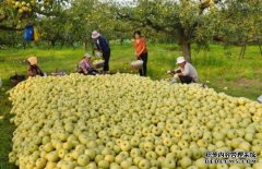 杏鑫金秋时节庆丰收