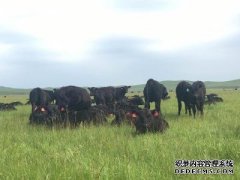 杏鑫乌拉盖管理区“龙头企业+农牧户”实现牧企