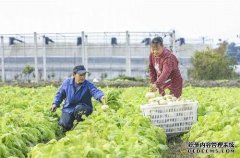 杏鑫赛汉塔拉蔬菜基地 种下致富生机