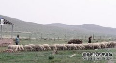 杏鑫镶黄旗举办第五届 察哈尔羊节良种畜评比