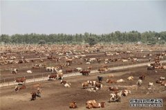 杏鑫注册登录黑城子推进优质良种肉牛产业发展