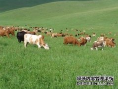 杏鑫注册登录多伦县 禁止天然草场提前刈割牧草