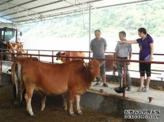 杏鑫盟政协召开建立健全产业链条 提升肉牛养殖