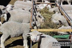 杏鑫注册苏尼特羊”正式成为中国地理标志商标