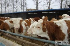 杏鑫注册登录沃原奶牛场采取有效措施 压减地下