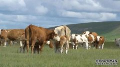 杏鑫乌拉盖管理区贺斯格乌拉牧场 引进117只纯种