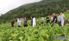 杏鑫开户绿色产品热销农牧民迎来好“钱”景