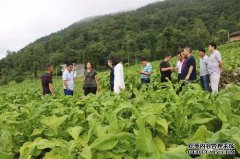 杏鑫绿色产品热销农牧民迎来好“钱”景